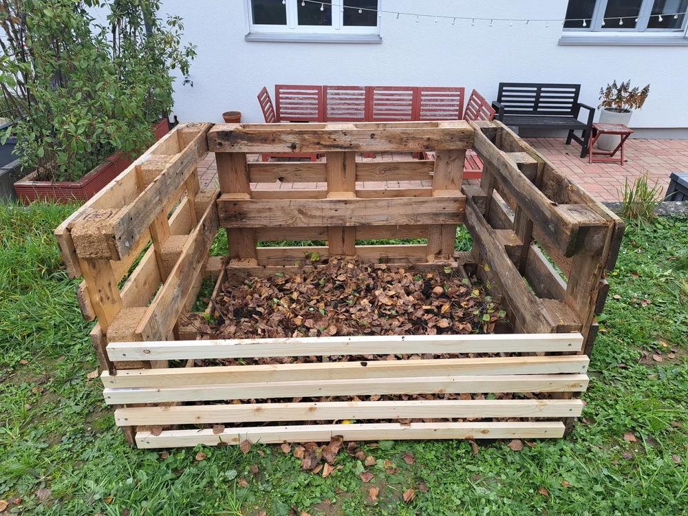 Rote Kompostwürmer (Eisenia fetida) im Kompostbehälter