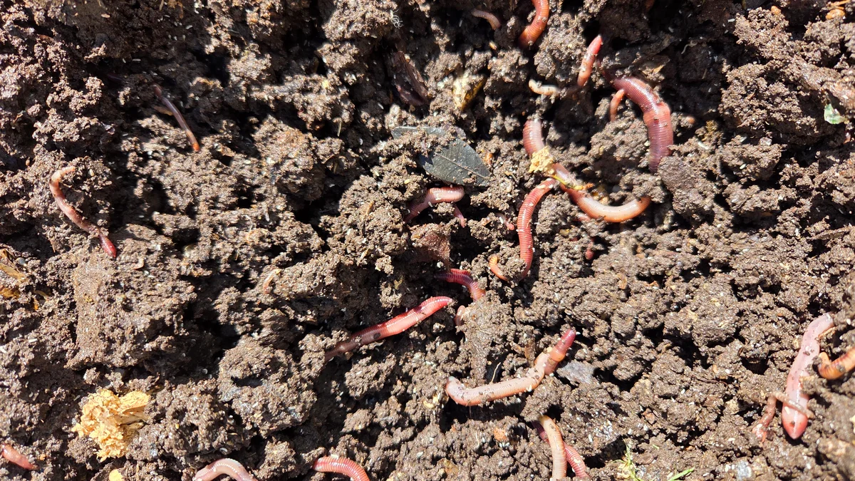 Kompost im Tiny House: Mit Würmern zum Gold