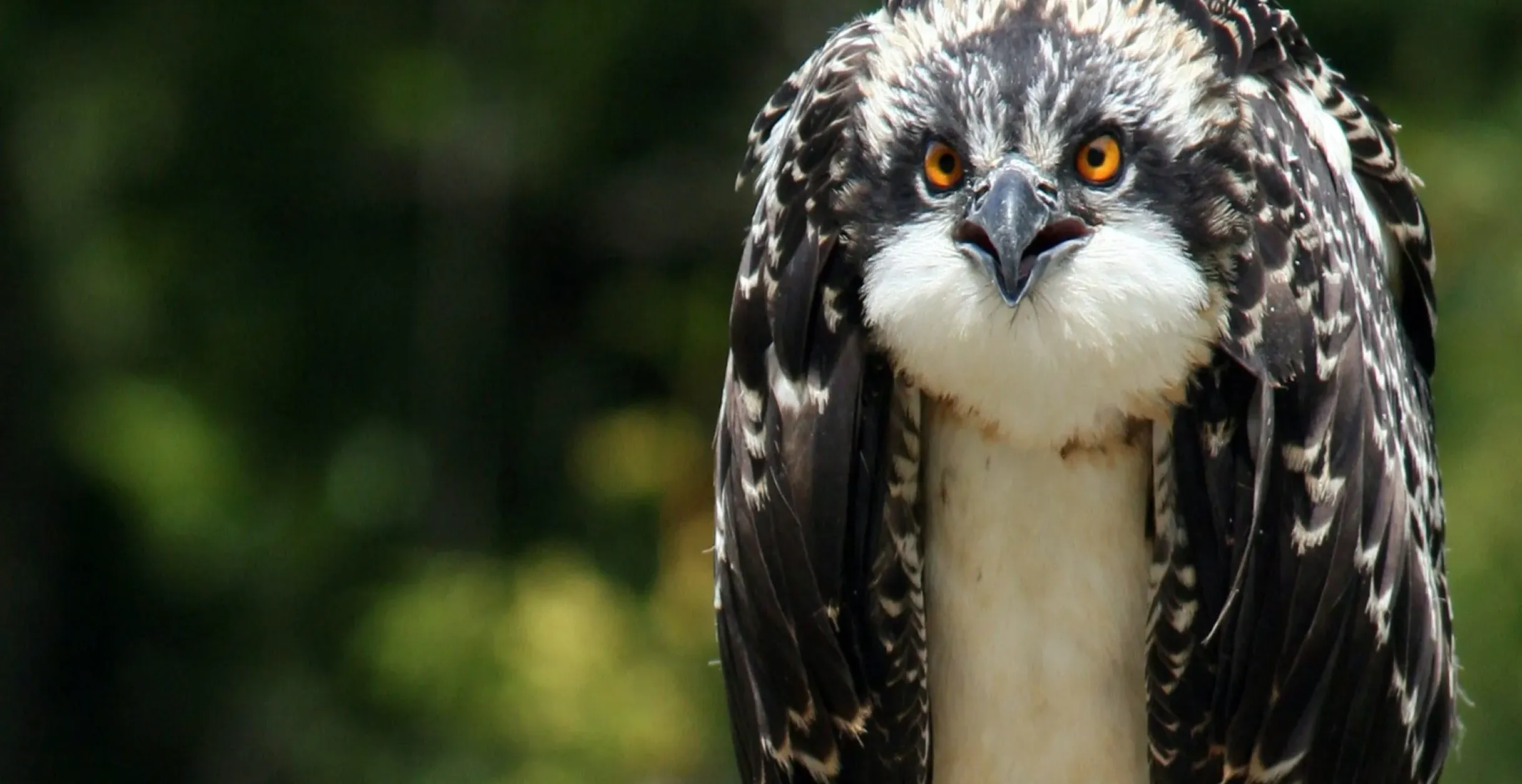 Schlechte Nachrichten: Tagebuch des Schreckens