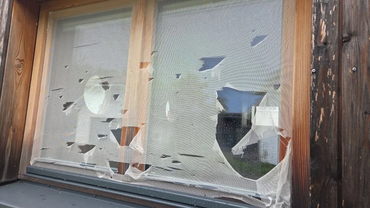 Zerrissenes Fliegengitter in einem Holzfenster mit mehreren großen Löchern.