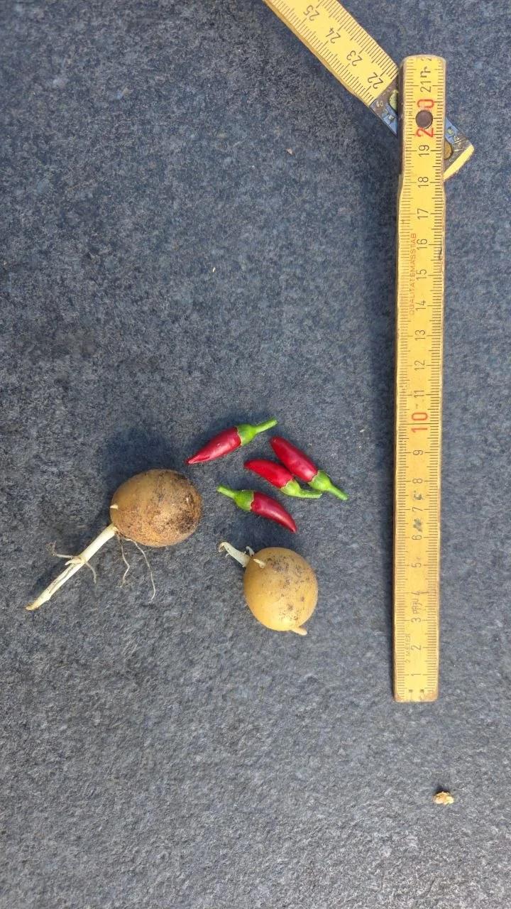 Zwei Knollen und vier rote Chilischoten liegen neben einem Zollstock auf grauem Untergrund.