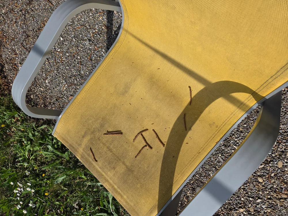 Birken-Kätzchen auf der Terrasse des Tiny House KOKOMO