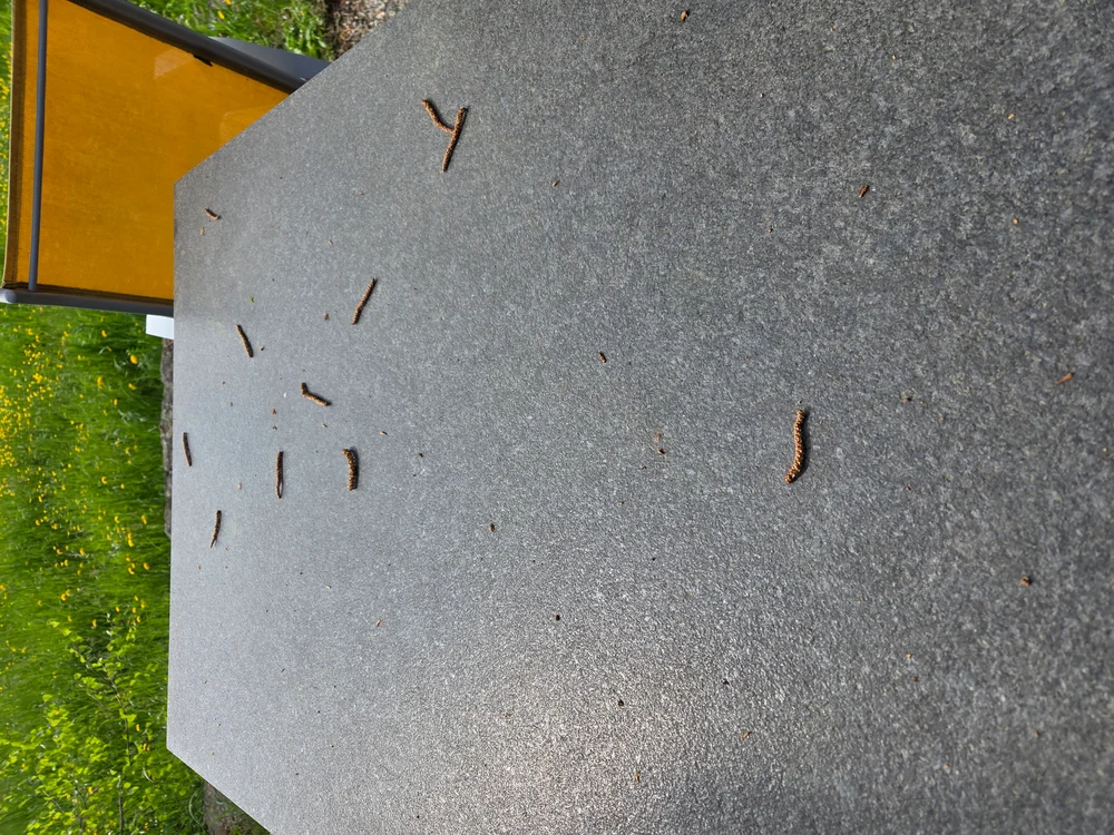 Birken-Kätzchen und Pollen im Frühling rund ums KOKOMO Tiny House