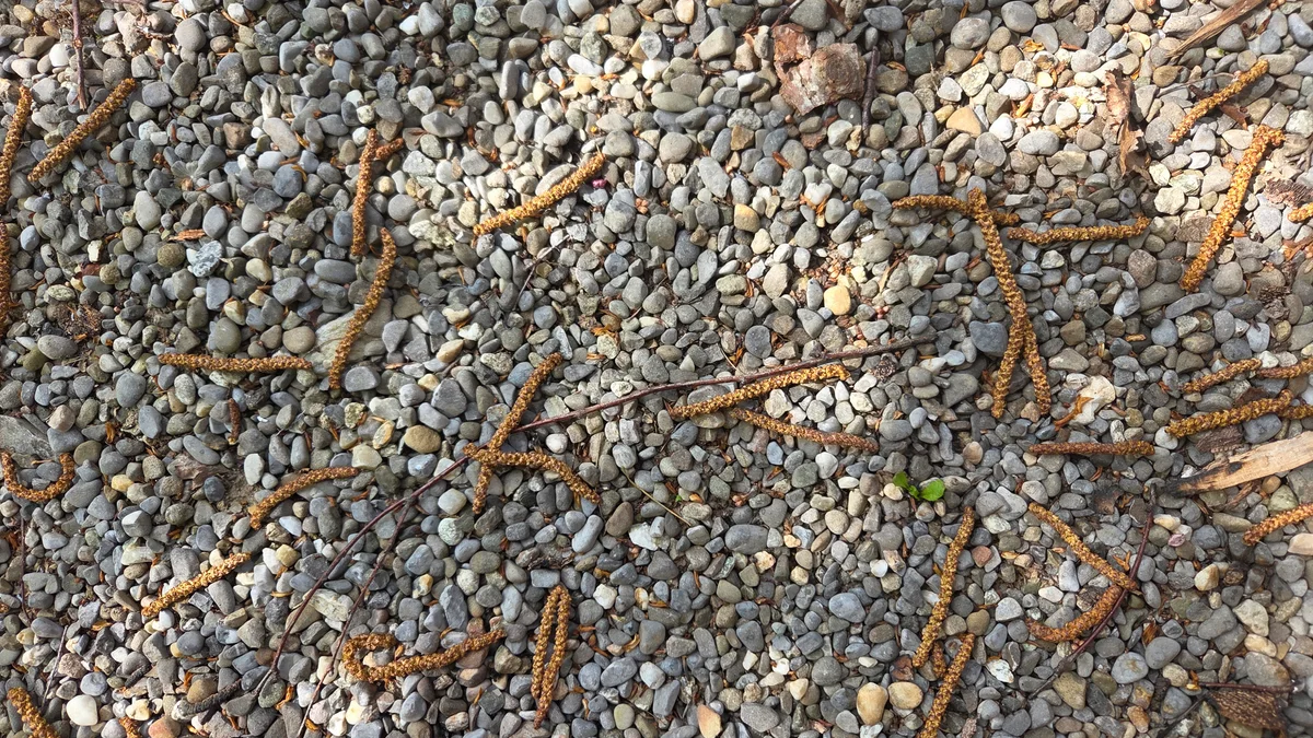 Wenn die Birke alles in Gelb taucht