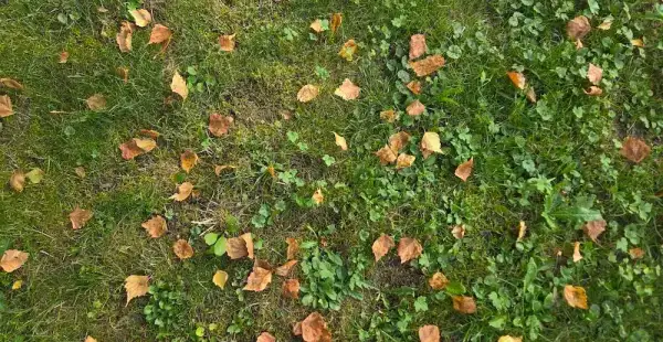 Wenn die Birke im Hochsommer Blätter verliert