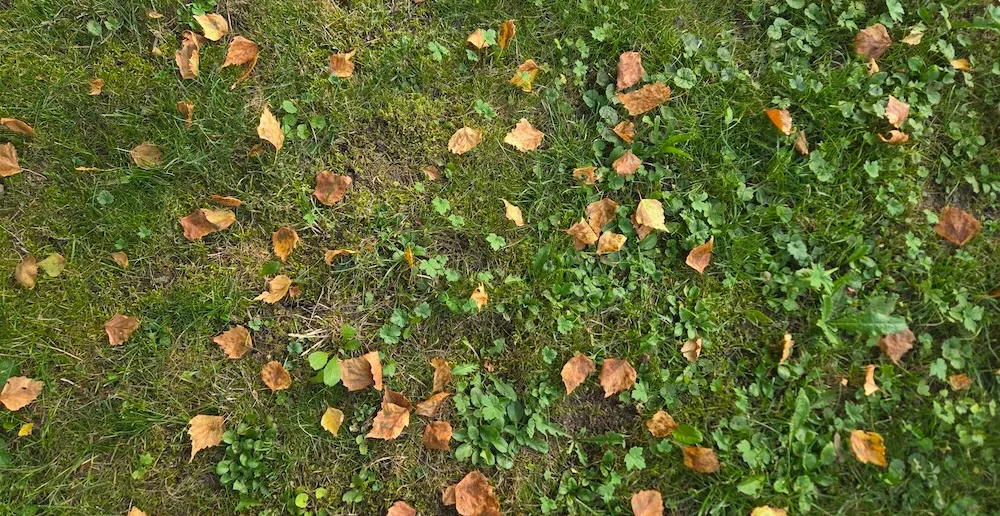 Wenn die Birke im Hochsommer Blätter verliert